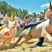 photo  les courses de cochons sont souvent spectaculaires à la jumellière. 