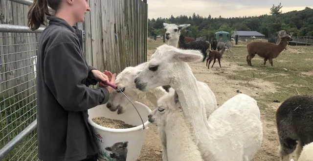 photo  la soigneuse ophély nous guide toute la matinée pour nourrir les animaux et nettoyer les enclos du parc animalier d’écouves (orne), ici les alpagas et nandous.  &copy;  ouest-france 