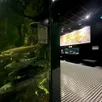 photo  les aquariums de la maison de l’eau au mans comptent plusieurs centaines de poissons présents dans les eaux de l’huisne. 