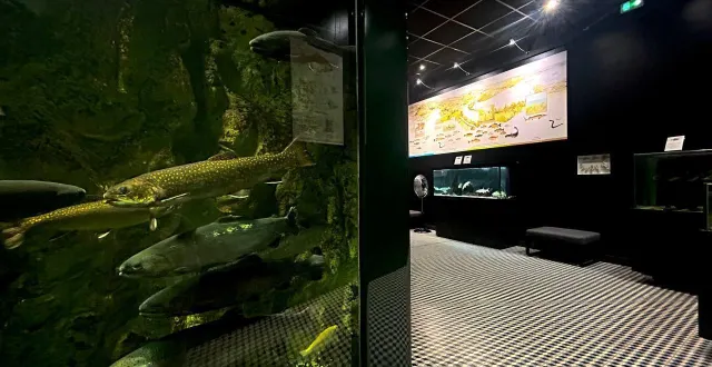 photo  les aquariums de la maison de l’eau au mans comptent plusieurs centaines de poissons présents dans les eaux de l’huisne.  &copy;  ouest-france 