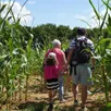 photo  un labyrinthe de maïs a ouvert récemment, à trangé (sarthe). une idée de sortie à faire en famille. 