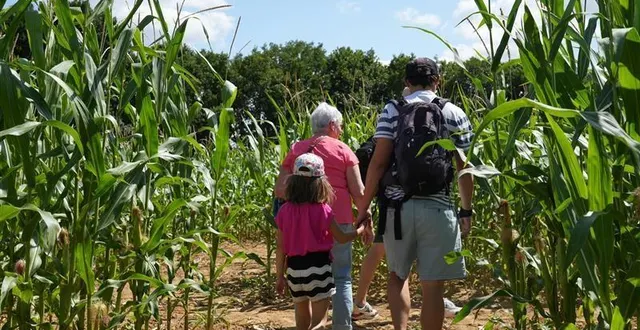 photo  un labyrinthe de maïs a ouvert récemment, à trangé (sarthe). une idée de sortie à faire en famille.  &copy;  ouest-france 