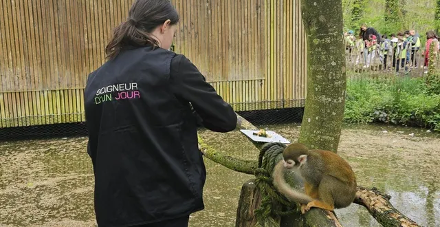 photo  cette jeune fille « soigneuse d’un jour » participe au nourrissage des primates  &copy;  ouest-france 