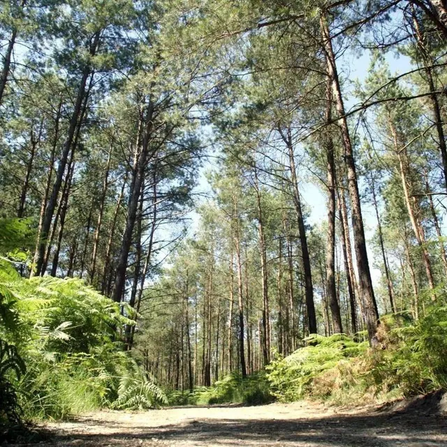 photo la forêt d’andaine est un paradis pour les promeneurs.  ©  stéphane geufroi / archives ouest-france