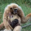photo un petit gibbon est né cet été à spay.