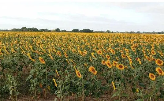 photo  ce n’est pas un tableau de vincent van gogh, seulement un cliché pris au lever du soleil lors d’une balade matinale à vélo, dans la campagne béconnaise. l’occasion de rappeler que c’est la période idéale pour des randonnées à la découverte de nos campagnes angevines.  &copy;  co 