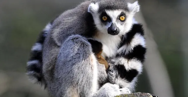 photo  l’occasion de voir des animaux rares.  &copy;  archives le maine libre - hervé petitbon 