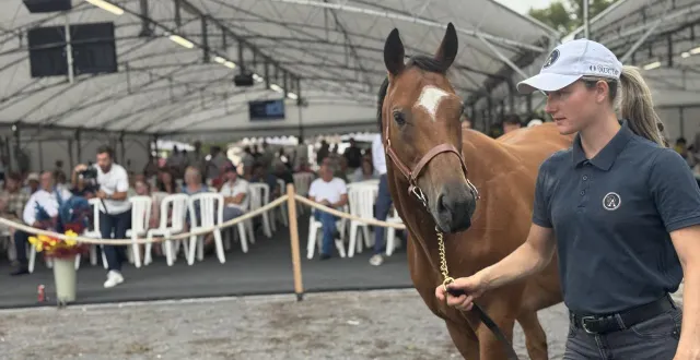 photo  la vente aux enchères des chevaux de jean-pierre dubois s’est déroulée au haras de bois roussel, mercredi 13 août 2025.  &copy;  ouest-france 