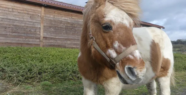 photo  le doyen du grand refuge, fonzie, a 43 ans. il fera partie des animaux à chouchouter le 15 août 2025.  &copy;  le grand refuge 61 