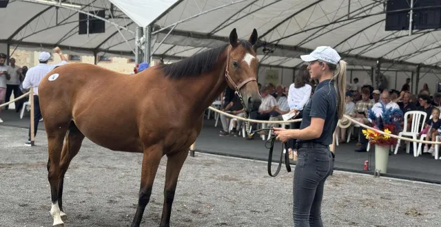 photo  la vente des chevaux de jean-pierre dubois a généré un chiffre d’affaires de 3 millions d’euros.  &copy;  ouest-france 