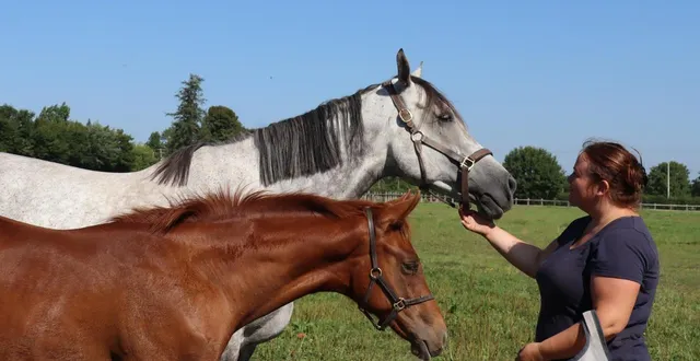 photo  claire mercier, sa jument « i have a dream » et sa plus jeune pouliche, « i love it ».  &copy;  ouest-france 