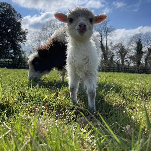 La ferme refuge, pédagogique et éducative de la Turmelière accueille des animaux issus d’abandons, que Léanne Terol recueille via des associations ou des particuliers. Léanne Terol photo la ferme refuge, pédagogique et éducative de la turmelière accueille des animaux issus d’abandons, que léanne terol recueille via des associations ou des particuliers. © léanne terol