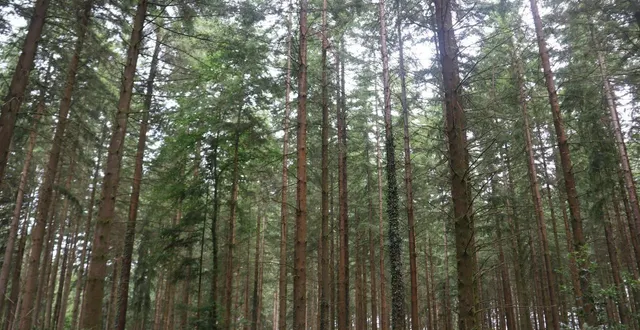 photo  dans sa totalité, la forêt d’andaine « fait 7 000 ha, dont 5 400 de forêt domaniale ».  &copy;  ouest-france 