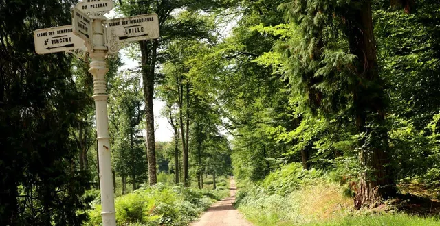 photo  le paramètre climatique sera étudié en forêt domaniale de bercé pour son prochain aménagement.  &copy;  ouest-france 