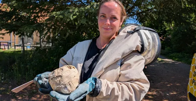 photo  marina simon lance son entreprise de chasse aux nuisibles. en premier lieu, les frelons asiatiques.  &copy;  ouest-france 