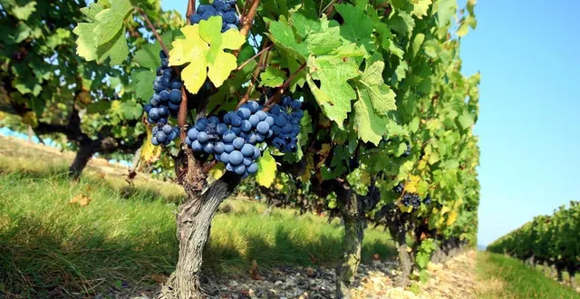 photo  avec 8 767 ha, les vignes en loire layon aubance sont implantées sur 14,3 % du territoire. cette forte présence permet ainsi de capitaliser sur l’œnotourisme.  &copy;  archives 