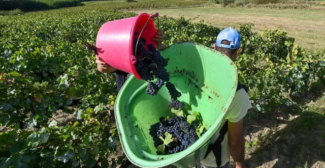 photo  les vendanges s’appliquent aux raisins destinés à la production de crémant, un vin effervescent à la mousse légère (photo d’illustration).  &copy;  archives franck dubray / ouest france 