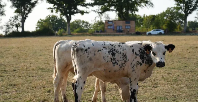 photo  l’agrotourisme est en augmentation chez les agriculteurs en sarthe qui veulent faire valoir leur produit et partager leur vision du métier. ici des vaches de la ferme tout-joly à rouez (sarthe) se baladent devant le lodge, ouvert depuis cet été 2025.  &copy;  ouest-france 