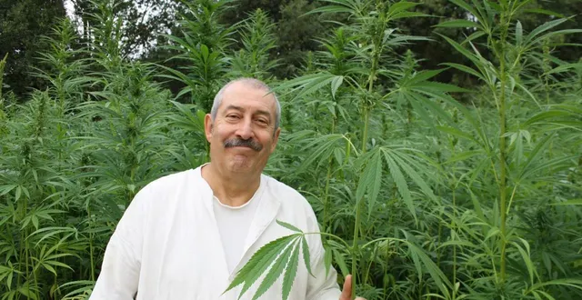 photo  montjean-sur-loire, lundi 18 août 2025. jean-marie rottier est vice-président du festival de fibres en musique et responsable du fauchage de chanvre.  &copy;  co - camille rambault 