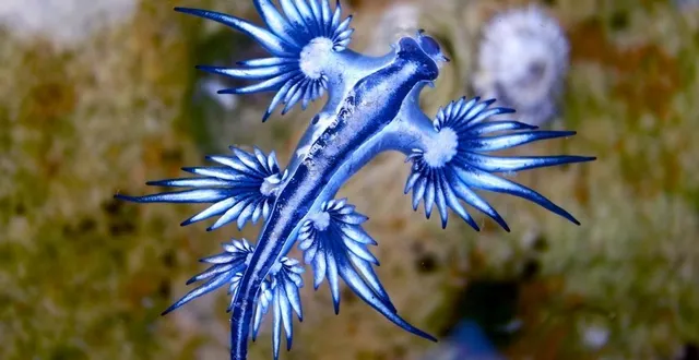 photo la couleur bleue et argentée de glaucus atlanticus lui permet de se camoufler dans le bleu de l’océan. © photo : s.rohrlach getty images/istockphoto