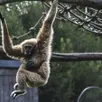 photo le 24 juillet 2025, le spaycific’zoo a accueilli un nouveau pensionnaire : un petit gibbon à mains blanches.