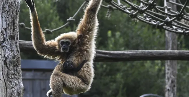 photo  le 24 juillet 2025, le spaycific’zoo a accueilli un nouveau pensionnaire : un petit gibbon à mains blanches.  &copy;  le maine libre - denis lambert 