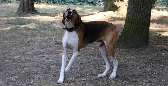 photo  le langage des chiens et autres animaux de compagnie, mal connu, n’est pourtant pas si compliqué à déchiffrer selon l’éthologue marylise pompignac, en déplacement au refuge des crins verts à bazouges-cré-sur-loir ce dimanche.  &copy;  archives le courrier de l’ouest - matthieu gruaz-toussaint 