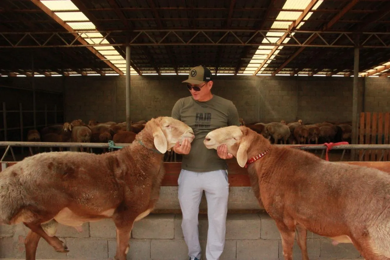 REPORTAGE. Les moutons géants du Kirghizstan, nouveau « Bitcoin » du peuple  - Angers.maville.com