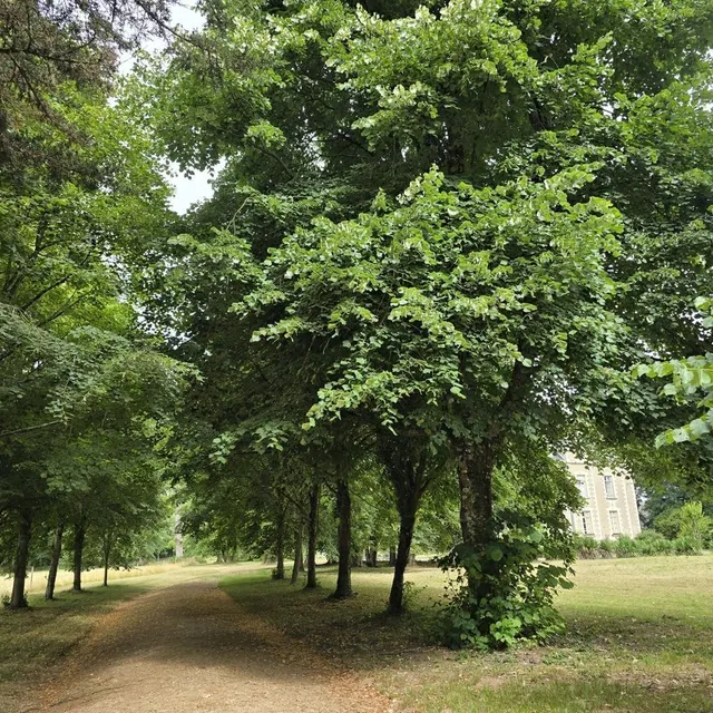 Passé la grille d’entrée, une longue allée bordée d’arbres mène au château de la Source de Rocheservière, en Vendée. DR photo passé la grille d’entrée, une longue allée bordée d’arbres mène au château de la source de rocheservière, en vendée. © dr