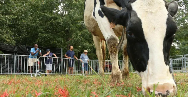photo  coup d’envoi ce samedi 30 août 2025 pour le comice agricole du canton de la flèche à la chapelle-d’aligné (sarthe). au programme : de nombreux stands et animations pendant les deux jours de la manifestation.  &copy;  archives ouest-france 
