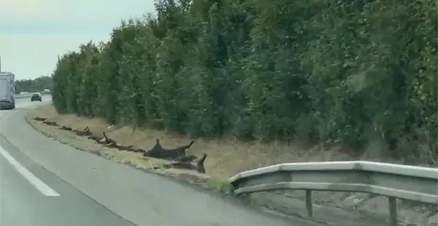 photo  dix-neuf sangliers ont été retrouvés morts sur la route près de noyant-la-gravoyère.  &copy;  capture écran vidéo facebook/ s. le merrer 
