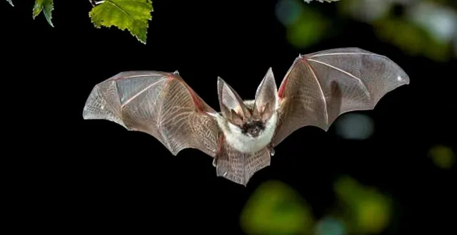 photo  le cpie organise une nuit de la chauve-souris ce vendredi 29 août 2025 à la flèche (sarthe).  &copy;  getty images/istockphoto 