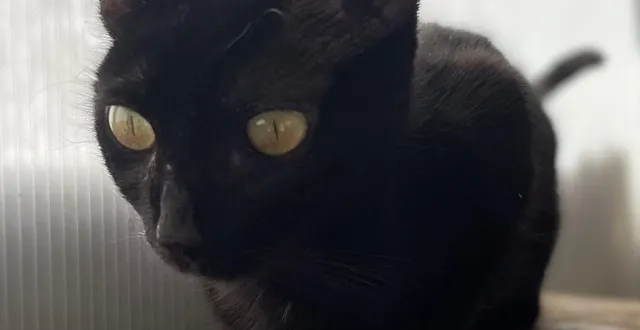 photo  «ambre», une chatte née en 2024, est à adopter au refuge 61.  &copy;  refuge 61 