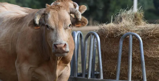 photo  le comice de la chapelle-d’aligné a lieu ces samedi 30 et dimanche 31 août 2025. ?  &copy;  archives co - josselin clair 