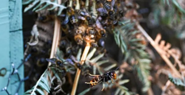 photo  « le frelon asiatique occasionne d’importants dégâts aux ruchers. »  &copy;  le courrier de l’ouest - laurent combet 
