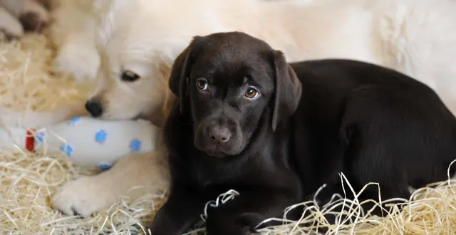 photo  le salon du chiot et du chaton doit se tenir les 30 et 31 août 2025 au mans.  &copy;  ouest france 