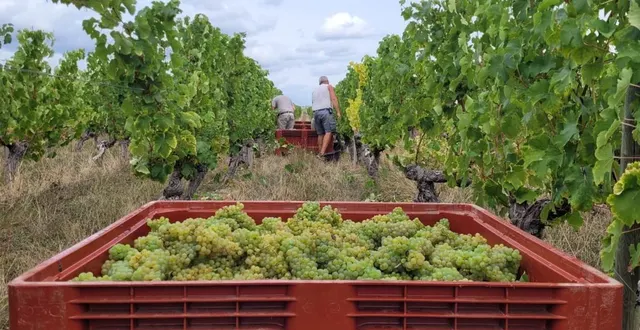 photo  entre les vignes, les vendangeurs se font de plus en plus rares.  &copy;  ouest-france 