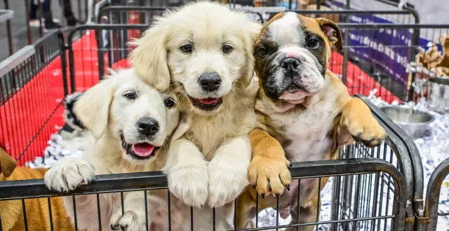 photo  les chiots - ici lors d’un précédent salon en mai 2024 - sont issus d’élevages.  &copy;  archives le maine libre - yvon loué 