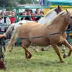 photo  le western est le thème principal de la fête du cheval qui a lieu ce week-end à savigné-l’évêque. 