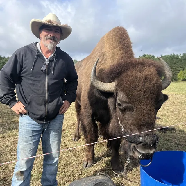 photo un spectacle équestre, de voltige et cascade, va être donné ce dimanche 31 août à la fête du cheval, avec la présence d’un bison américain.  ©  ouest-france