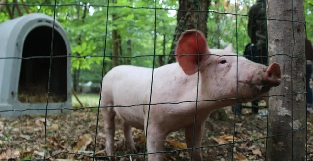 photo  le comice agricole du canton de la flèche (sarthe) se poursuit ce dimanche 31 août 2025 au bois des semis à la chapelle-d'aligné avec un programme chargé.  &copy;  ouest-france 