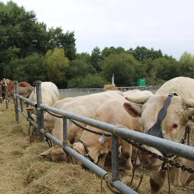 photo contrairement à d’autres départements moins chanceux : pas d’alerte sanitaire concernant les épidémies dans le bétail en sarthe, ce qui permet au comice d’exposer ses bêtes.  ©  ouest-france