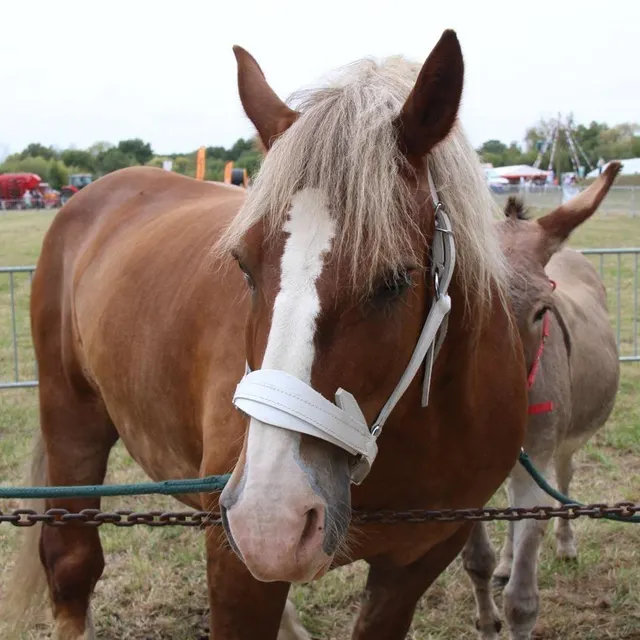 photo de nombreux éleveurs ont à nouveau joué le jeu en emmenant leurs animaux au comice.  ©  ouest-france