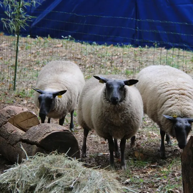 photo parmi les animations proposées sur place : la mini-ferme des jeunes agriculteurs qui attire toujours du monde.  ©  ouest-france