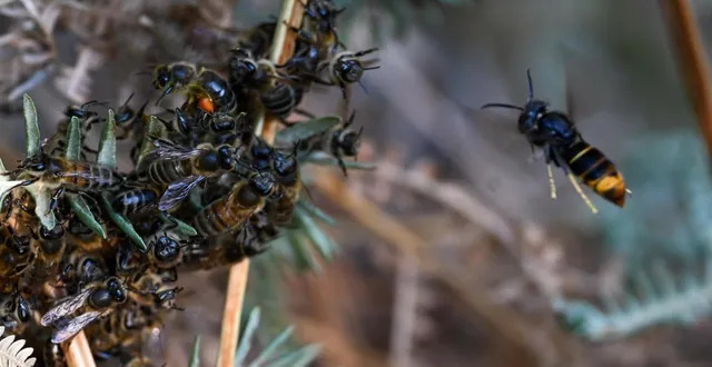 photo  le frelon asiatique décime les ruches et continue de s’étendre à grande échelle.  &copy;  le courrier de l’ouest - laurent combet 