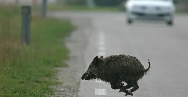 photo  peut-on consommer la viande d’un animal tué dans un accident ? (photo d’illustration)  &copy;  collection privée 
