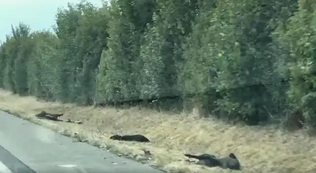 photo les corps sans vie des sangliers bordaient l'axe de la rd 775.  ©  capture d'écran facebook - s. le merrer