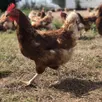 photo une extension de poulailler de 40 000 poules pondeuses est en projet à joué-du-plain.