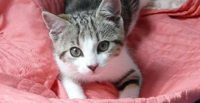 photo  plusieurs chats auraient été empoisonnés et noyés par un habitant de beaufort-en-anjou.  &copy;  illustration co 