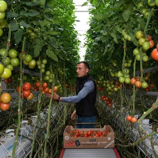 photo les serres de la salamandre, à lasse, sont devenus l’un des plus importants producteurs de tomates de la région.  ©  archives co - laurent combet